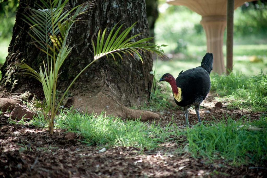 Mt Glorious Getaways Villa Mount Glorious Buitenkant foto