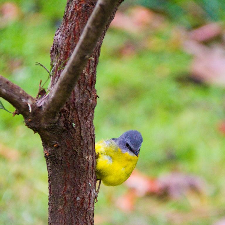 Mt Glorious Getaways Villa Mount Glorious Buitenkant foto