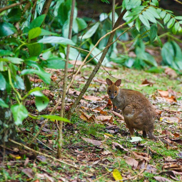 Mt Glorious Getaways Villa Mount Glorious Buitenkant foto