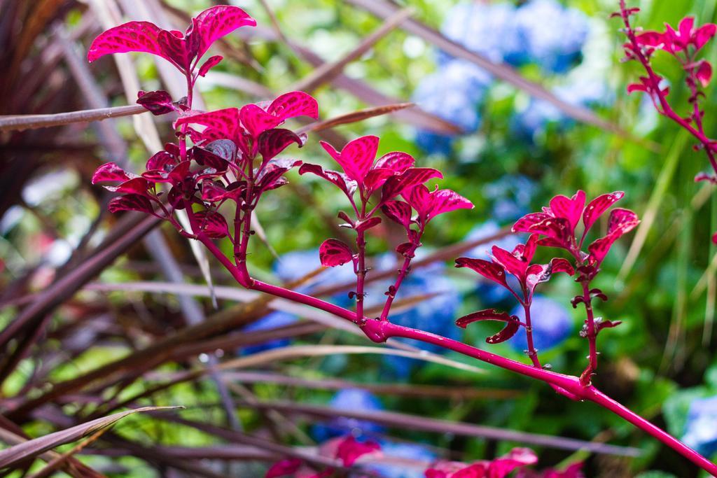 Mt Glorious Getaways Villa Mount Glorious Buitenkant foto