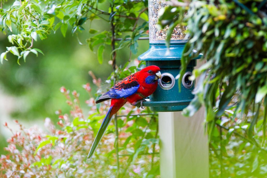 Mt Glorious Getaways Villa Mount Glorious Buitenkant foto
