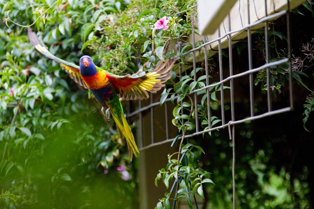 Mt Glorious Getaways Villa Mount Glorious Buitenkant foto