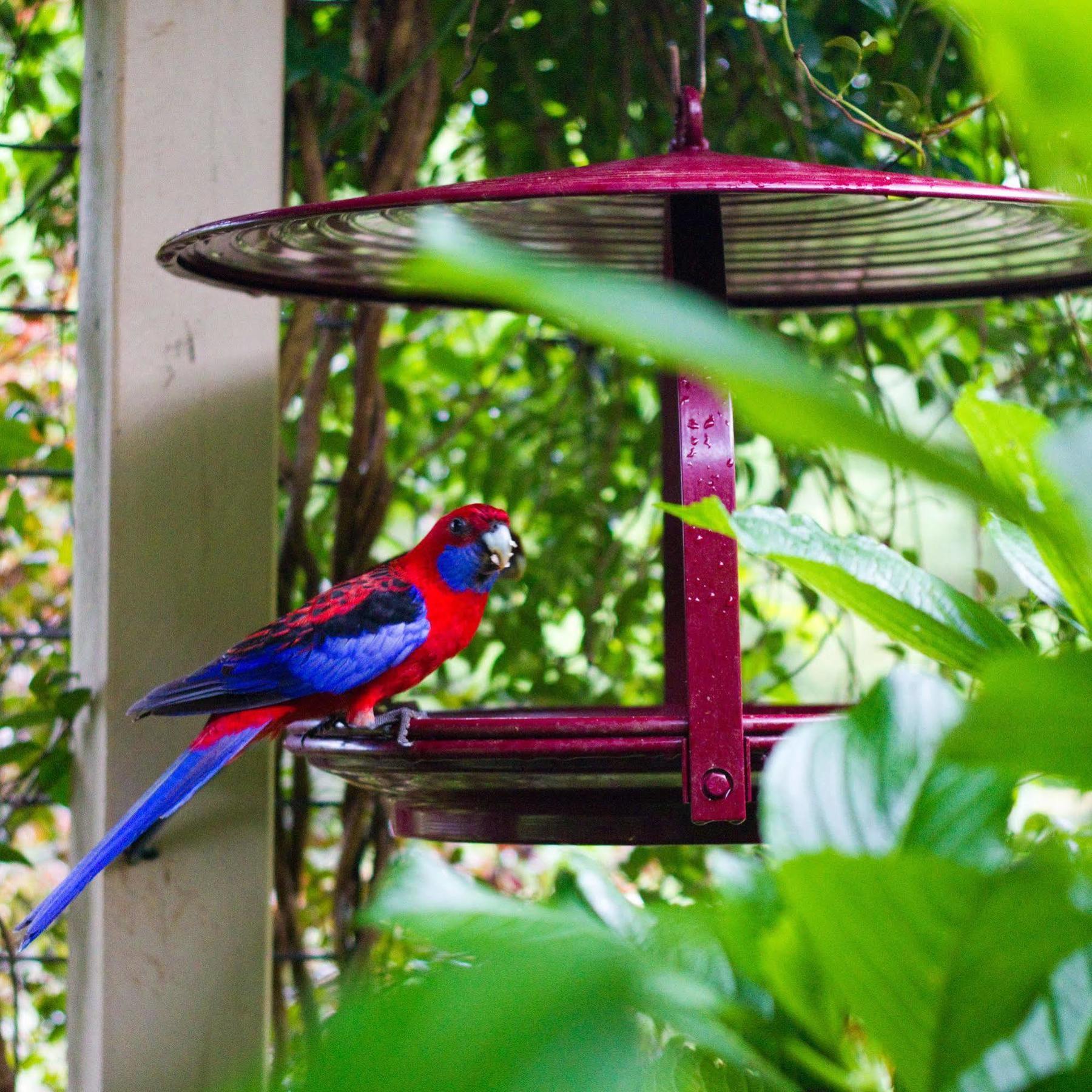 Mt Glorious Getaways Villa Mount Glorious Buitenkant foto